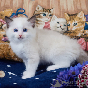 Foto №2 zu Ankündigung № 106485 zu verkaufen ragdoll-katze - einkaufen Tschechische Republik 