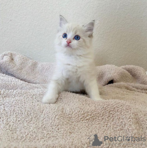 Foto №1. ragdoll-katze - zum Verkauf in der Stadt Castro Valley | 331€ | Ankündigung № 108604