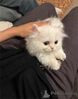 Foto №2 zu Ankündigung № 153197 zu verkaufen munchkin - einkaufen Deutschland 