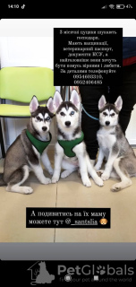 Foto №1. siberian husky - zum Verkauf in der Stadt Czernowitz | verhandelt | Ankündigung № 9816