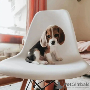 Foto №1. beagle - zum Verkauf in der Stadt Berlin | verhandelt | Ankündigung № 68905