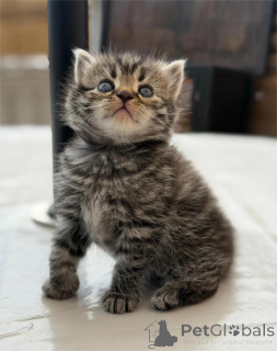 Foto №1. perserkatze - zum Verkauf in der Stadt Delmenhorst | 350€ | Ankündigung № 153070