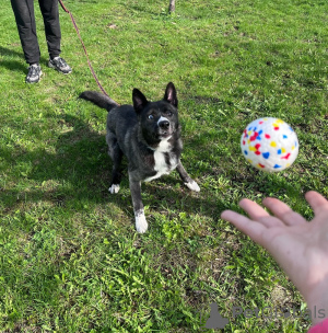 Foto №4. Ich werde verkaufen mischlingshund in der Stadt Москва. quotient 	ankündigung - preis - Frei