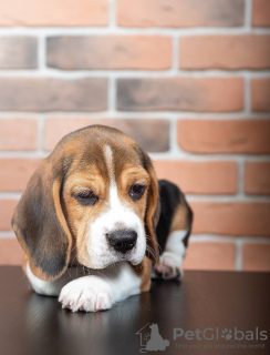 Foto №1. beagle - zum Verkauf in der Stadt Quedlinburg | 400€ | Ankündigung № 103659