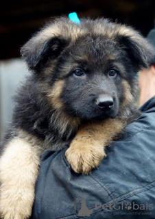 Zusätzliche Fotos: Wunderschöne langhaarige Deutsche Schäferhundwelpen.