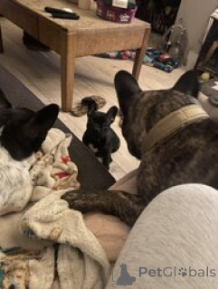 Foto №2 zu Ankündigung № 166053 zu verkaufen französische bulldogge - einkaufen Deutschland 