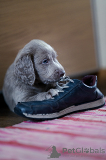 Foto №4. Ich werde verkaufen weimaraner in der Stadt Vilnius. quotient 	ankündigung - preis - 1500€