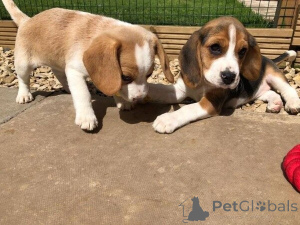 Foto №1. beagle - zum Verkauf in der Stadt Augsburg | 450€ | Ankündigung № 149618