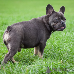 Foto №3. Französische Bulldogge blau und braun. Russische Föderation