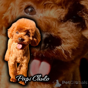 Foto №4. Ich werde verkaufen pudel (zwerg) in der Stadt Kontich. quotient 	ankündigung - preis - 3000€