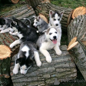 Foto №2 zu Ankündigung № 140567 zu verkaufen siberian husky - einkaufen Albanien quotient 	ankündigung