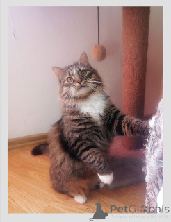 Foto №2 zu Ankündigung № 138735 zu verkaufen  - einkaufen Weißrussland quotient 	ankündigung