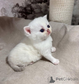 Foto №3. Wunderschöner männlicher und weiblicher Munchkin und Scottish Fold, schick mir. Frankreich