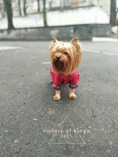 Foto №3. Yorkie-Welpen zu verkaufen. Ukraine