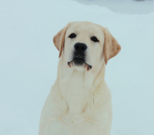 Foto №4. Ich werde verkaufen labrador retriever in der Stadt Москва. vom kindergarten - preis - verhandelt