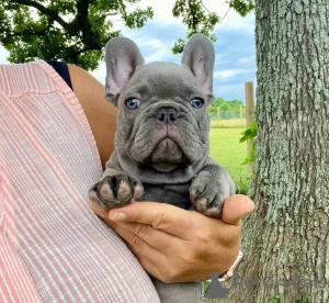 Foto №1. französische bulldogge - zum Verkauf in der Stadt San Diego | 227€ | Ankündigung № 110717