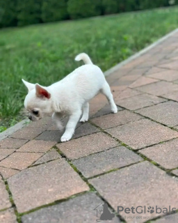 Foto №1. mischlingshund - zum Verkauf in der Stadt Paris | verhandelt | Ankündigung № 126845