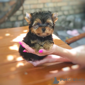 Foto №3. Yorkshire Terrier Pentuja. Finnland