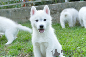 Foto №1. siberian husky - zum Verkauf in der Stadt Belgrad | 1000€ | Ankündigung № 119255