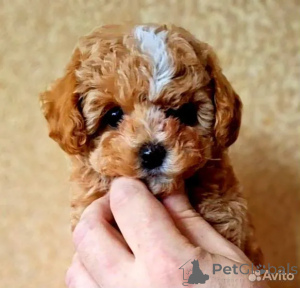 Foto №2 zu Ankündigung № 162528 zu verkaufen maltipu - einkaufen Großbritannien züchter