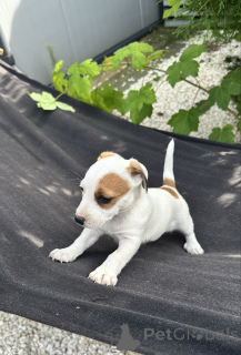 Foto №3. Jack Russell Welpen jetzt verfügbar. Schweiz