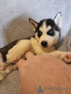 Foto №2 zu Ankündigung № 99281 zu verkaufen boston terrier - einkaufen Deutschland 