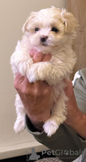 Foto №3. Süße Maltase -Welpen. Großbritannien