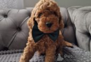 Foto №2 zu Ankündigung № 129141 zu verkaufen amerikanischer cocker spaniel - einkaufen Finnland züchter