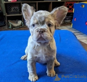 Foto №2 zu Ankündigung № 82167 zu verkaufen französische bulldogge - einkaufen Frankreich züchter