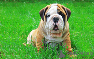 Foto №3. Englische Bulldoggenwelpen zu verkaufen. Deutschland