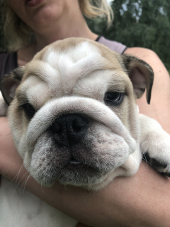 Foto №3. Englische Bulldoggenwelpen. Ukraine