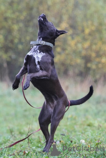 Foto №4. Ich werde verkaufen mischlingshund in der Stadt Москва. quotient 	ankündigung - preis - Frei