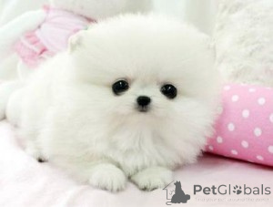 Foto №2 zu Ankündigung № 143476 zu verkaufen biewer terrier, pommersche spitz - einkaufen Kanada quotient 	ankündigung