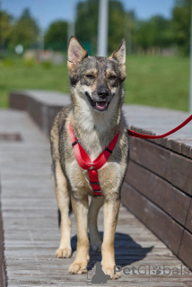 Foto №4. Ich werde verkaufen mischlingshund in der Stadt Moskwa.  - preis - Frei