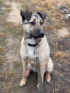 Foto №1. mischlingshund - zum Verkauf in der Stadt Moskwa | Frei | Ankündigung № 161044