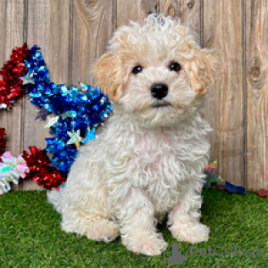 Foto №3. Mason-Maltipoo-Welpe 9 Wochen alt, bereit für sein ewiges Zuhause. Deutschland
