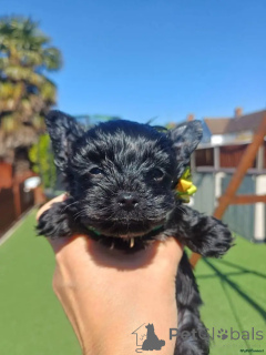 Foto №3. Suchen Sie ein neues Zuhause? Seltene schwarze Yorkshire Terrier Welpen. Deutschland