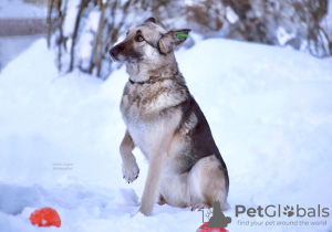 Foto №2 zu Ankündigung № 87761 zu verkaufen osteuropäischer schäferhund - einkaufen Russische Föderation quotient 	ankündigung