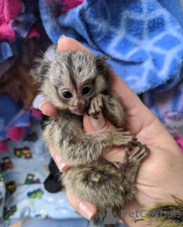 Foto №1.  - zum Verkauf in der Stadt Dendermond | verhandelt | Ankündigung № 165463
