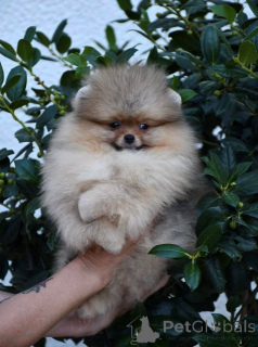Foto №3. Exklusive Zwergspitze (Pomeranians) aus erstklassigen brasilianischen Blutlinien. Mazedonien