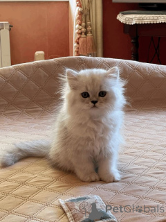 Foto №1. perserkatze - zum Verkauf in der Stadt Berlenlen | 350€ | Ankündigung № 172017