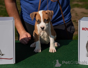 Foto №1. amerikanischer staffordshire terrier - zum Verkauf in der Stadt Obrenovac | verhandelt | Ankündigung № 156048