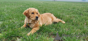 Zusätzliche Fotos: Golden Retriever-Welpe - weiblich