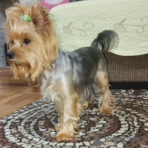 Foto №4. Ich werde verkaufen yorkshire terrier in der Stadt Taschkent. züchter - preis - 270€