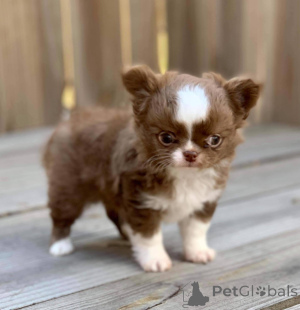 Foto №4. Ich werde verkaufen chihuahua in der Stadt Warschau. züchter - preis - verhandelt