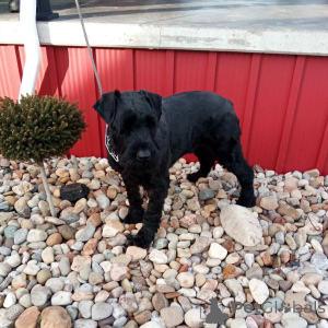 Foto №2 zu Ankündigung № 173084 zu verkaufen schnauzer - einkaufen Niederlande quotient 	ankündigung, züchter