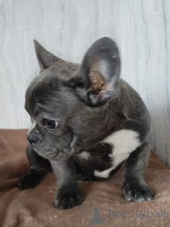 Foto №3. Französische Bulldogge. Weißrussland