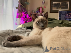 Foto №3. Anmut, Neugier und ein Herz voller Liebe, das ist Nala,. Frankreich