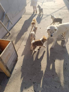 Foto №4. Ich werde verkaufen akita in der Stadt Kovačica.  - preis - verhandelt