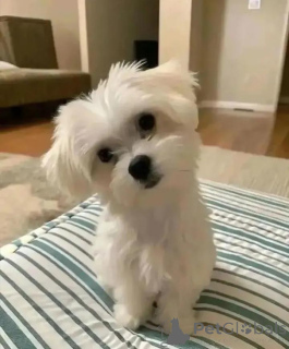 Foto №2 zu Ankündigung № 164994 zu verkaufen malteser - einkaufen Finnland quotient 	ankündigung, züchter